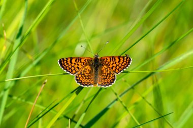 Makro çekimler, güzel doğa sahneleri. Yaklaş, güzel kelebek yaz bahçesindeki çiçekte oturuyor..