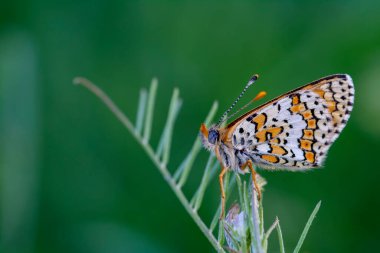 Makro çekimler, güzel doğa sahneleri. Yaklaş, güzel kelebek yaz bahçesindeki çiçekte oturuyor..