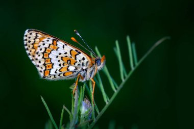 Makro çekimler, güzel doğa sahneleri. Yaklaş, güzel kelebek yaz bahçesindeki çiçekte oturuyor..