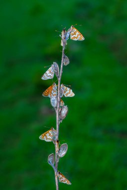 Makro çekimler, güzel doğa sahneleri. Yaklaş, güzel kelebek yaz bahçesindeki çiçekte oturuyor..