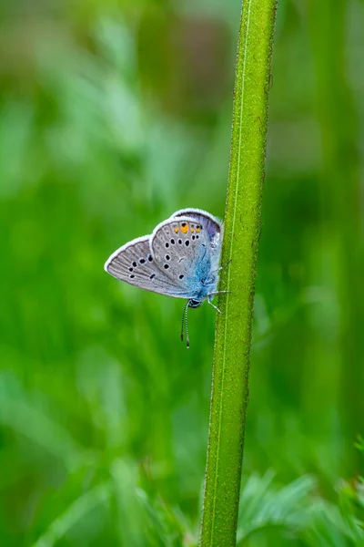 Macro Shots Bela Cena Natureza Closeup Bela Borboleta Sentado Flor — Fotografia de Stock