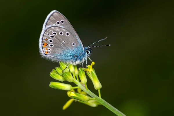 Macro Shots Prachtige Natuur Scene Close Mooie Vlinder Zittend Bloem — Stockfoto