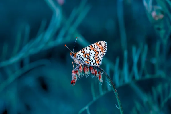 Makroaufnahmen Schöne Naturszene Nahaufnahme Schöner Schmetterling Sitzt Auf Der Blume — Stockfoto