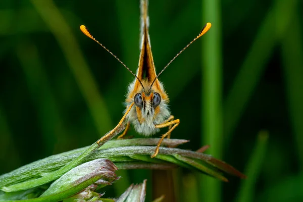 Makro Záběry Krásná Přírodní Scéna Closeup Krásný Motýl Sedí Květině — Stock fotografie