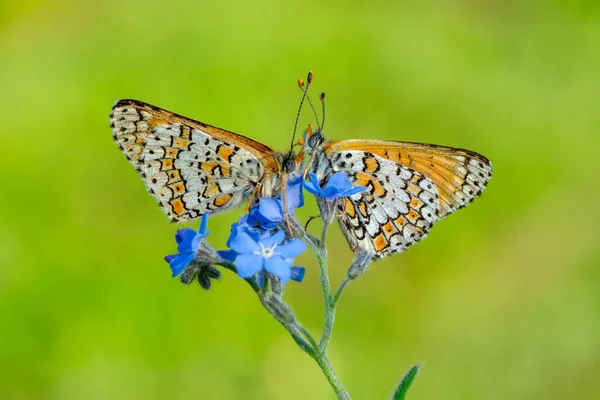 Macro Shots Prachtige Natuur Scene Close Mooie Vlinder Zittend Bloem — Stockfoto