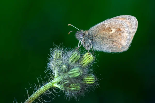 Macro Shots Bela Cena Natureza Closeup Bela Borboleta Sentado Flor — Fotografia de Stock