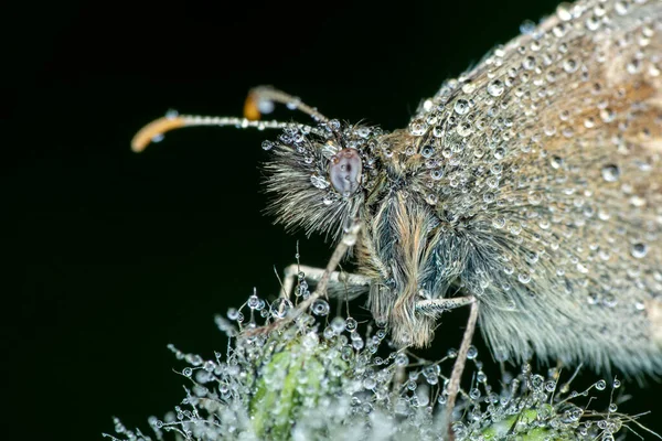 Macro Shots Beautiful Nature Scene Closeup Beautiful Butterfly Sitting Flower — Stock Photo, Image