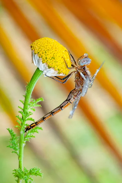 Macro Tiros Mostrando Olhos Libélula Asas Detalhe Lindas Libélulas Habitat — Fotografia de Stock