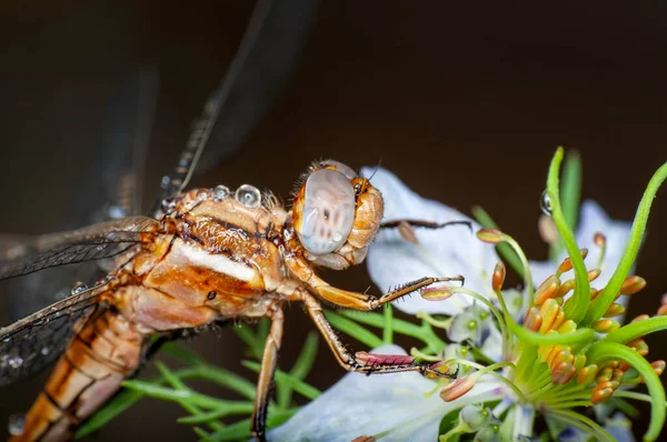 Macro Tiros Mostrando Olhos Libélula Asas Detalhe Lindas Libélulas Habitat — Fotografia de Stock