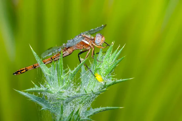 Macro Shots Showing Eyes Dragonfly Wings Detail Beautiful Dragonfly Nature — Stock Photo, Image