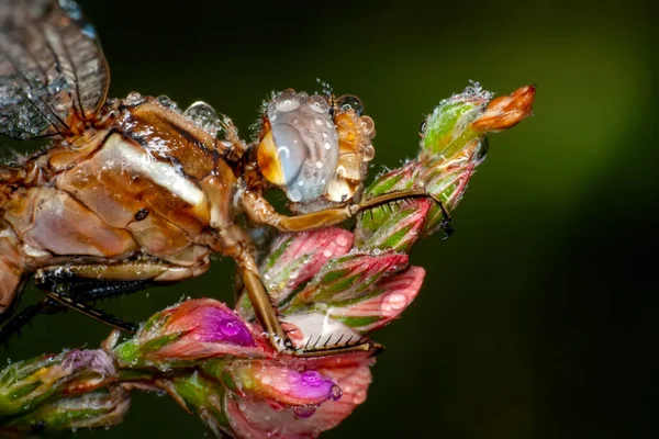 Makro Çekimler Yusufçuk Kanat Detaylarını Gösteren Gözler Doğadaki Güzel Yusufçuk — Stok fotoğraf