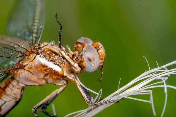 Macro Fotografii Arătarea Ochilor Libelulă Detalii Aripi Frumoasă Libelulă Habitatul — Fotografie, imagine de stoc