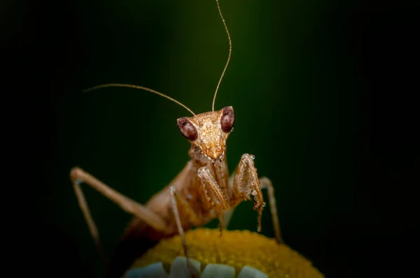 Primer Plano Par Hermosas Mantis Europeas Jóvenes Mantis Religiosa — Foto de Stock