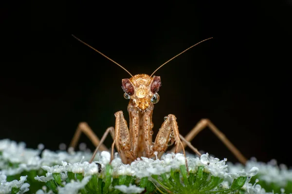 Primer Plano Par Hermosas Mantis Europeas Jóvenes Mantis Religiosa — Foto de Stock