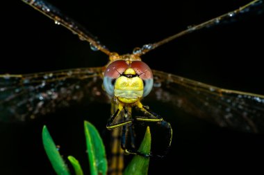 Makro çekimler, yusufçuk ve kanat detaylarını gösteren gözler. Doğadaki güzel yusufçuk yuvası.