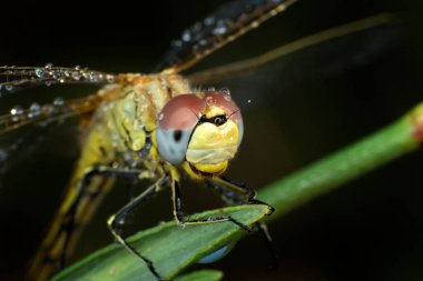 Makro çekimler, yusufçuk ve kanat detaylarını gösteren gözler. Doğadaki güzel yusufçuk yuvası.