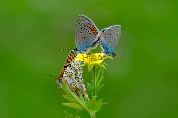 Macro Shots Bela Cena Natureza Closeup Bela Borboleta Sentado Flor — Fotografia de Stock