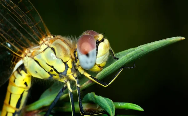 Macro Tiros Mostrando Olhos Libélula Asas Detalhe Lindas Libélulas Habitat — Fotografia de Stock