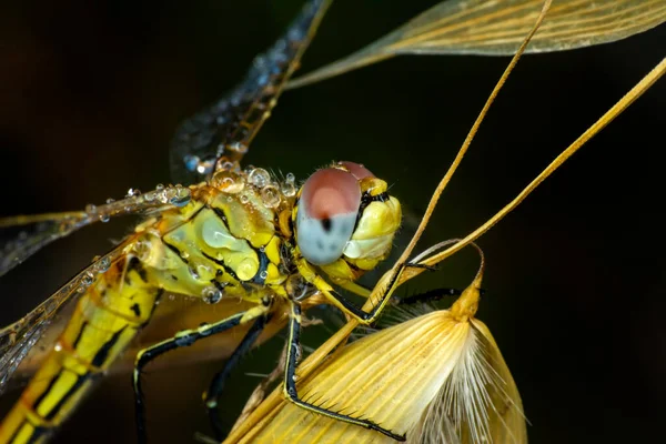 Macro Fotografii Arătarea Ochilor Libelulă Detalii Aripi Frumoasă Libelulă Habitatul — Fotografie, imagine de stoc