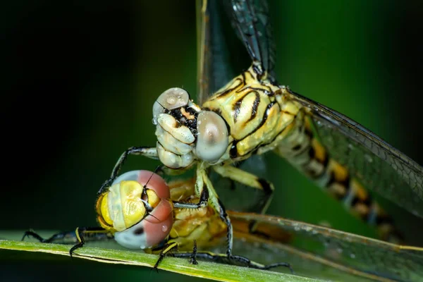 Makroaufnahmen Die Libellenaugen Und Flügel Detail Zeigen Schöne Libelle Natürlichen — Stockfoto