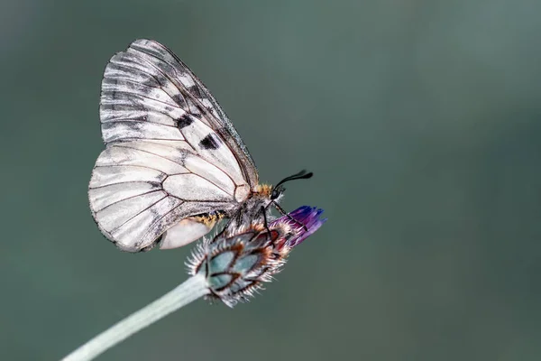 Strzały Makro Piękna Scena Natury Zbliżenie Piękny Motyl Siedzi Kwiat — Zdjęcie stockowe