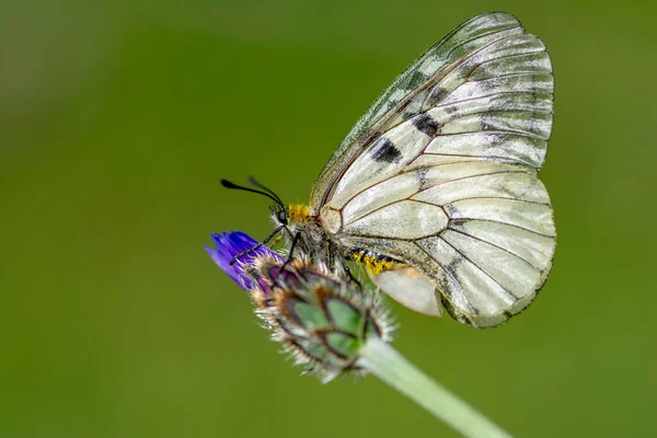Макрознімок Чудова Природа Крупним Планом Красивий Метелик Сидить Квітці Літньому — стокове фото
