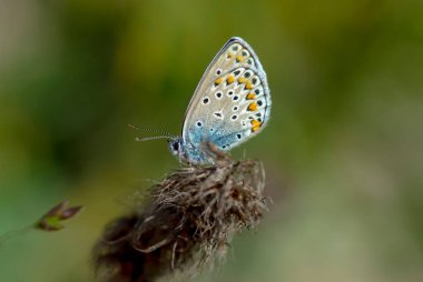 Makro çekimler, güzel doğa sahneleri. Yaklaş, güzel kelebek yaz bahçesindeki çiçekte oturuyor..