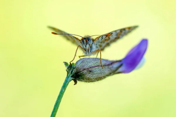 Macro Shots Beautiful Nature Scene Closeup Beautiful Butterfly Sitting Flower — Stock Photo, Image