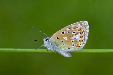 Makro çekimler, güzel doğa sahneleri. Yaklaş, güzel kelebek yaz bahçesindeki çiçekte oturuyor..