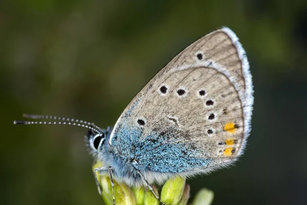 Makroaufnahmen Schöne Naturszene Nahaufnahme Schöner Schmetterling Sitzt Auf Der Blume — Stockfoto