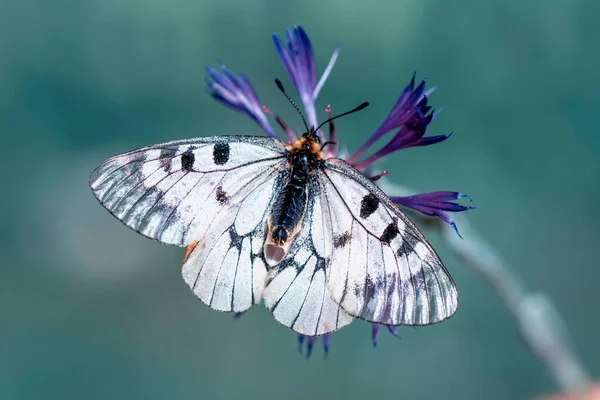 Makroaufnahmen Schöne Naturszene Nahaufnahme Schöner Schmetterling Sitzt Auf Der Blume — Stockfoto