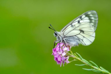 Makro çekimler, güzel doğa sahneleri. Yaklaş, güzel kelebek yaz bahçesindeki çiçekte oturuyor..