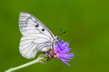 Makro çekimler, güzel doğa sahneleri. Yaklaş, güzel kelebek yaz bahçesindeki çiçekte oturuyor..