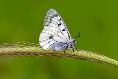 Makro çekimler, güzel doğa sahneleri. Yaklaş, güzel kelebek yaz bahçesindeki çiçekte oturuyor..