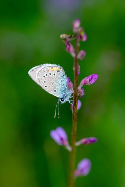 Makro çekimler, güzel doğa sahneleri. Yaklaş, güzel kelebek yaz bahçesindeki çiçekte oturuyor..