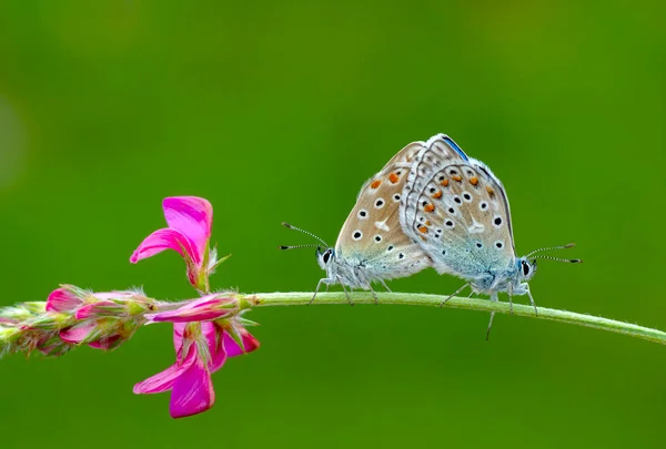 Macro Shots Bela Cena Natureza Closeup Bela Borboleta Sentado Flor — Fotografia de Stock