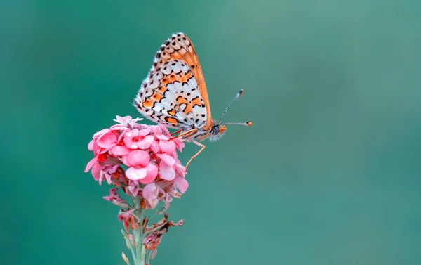 Macro Shots Beautiful Nature Scene Closeup Beautiful Butterfly Sitting Flower — Stock Photo, Image