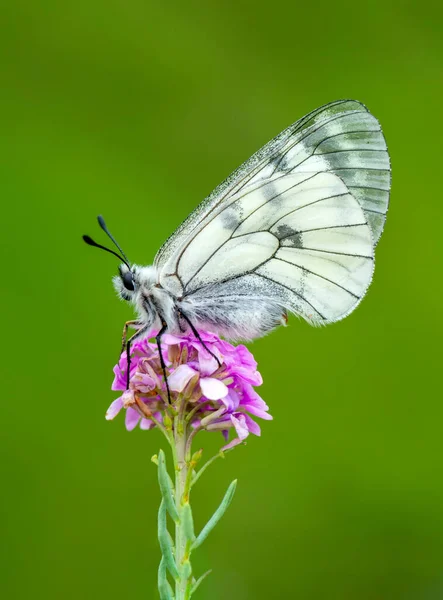 Makro Záběry Krásná Přírodní Scéna Closeup Krásný Motýl Sedí Květině — Stock fotografie