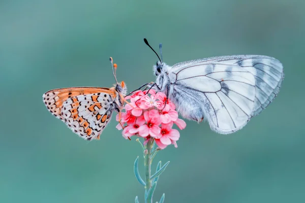 Macro Shots Bela Cena Natureza Closeup Bela Borboleta Sentado Flor — Fotografia de Stock