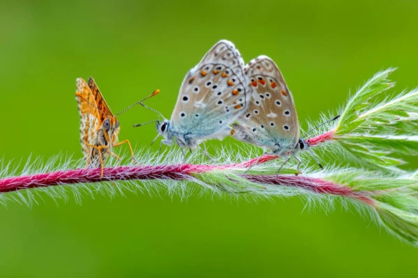 Macro Shots Belle Scène Nature Gros Plan Beau Papillon Assis — Photo