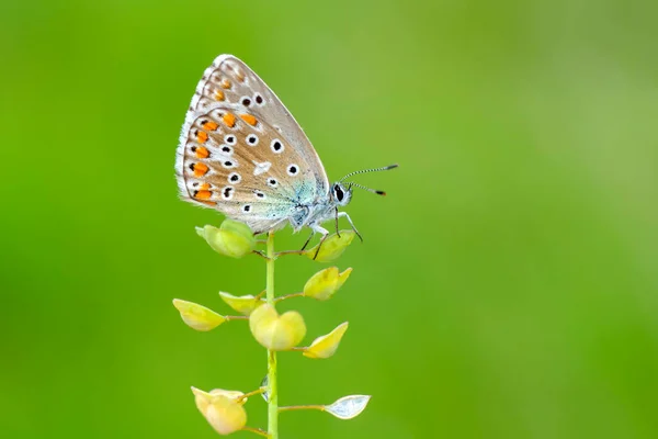 Makroaufnahmen Schöne Naturszene Nahaufnahme Schöner Schmetterling Sitzt Auf Der Blume — Stockfoto