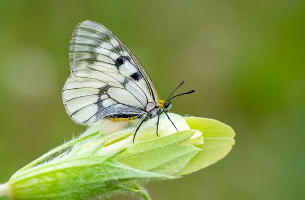 Makro Záběry Krásná Přírodní Scéna Closeup Krásný Motýl Sedí Květině — Stock fotografie