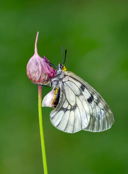 Macro Shots Bela Cena Natureza Closeup Bela Borboleta Sentado Flor — Fotografia de Stock