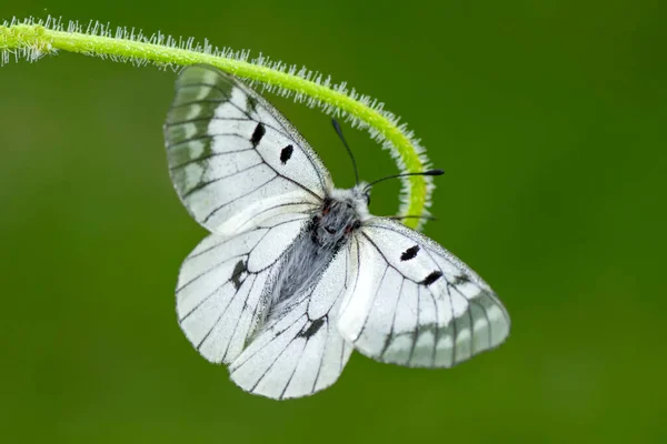 Makro Çekimler Güzel Doğa Sahneleri Yaklaş Güzel Kelebek Yaz Bahçesindeki — Stok fotoğraf