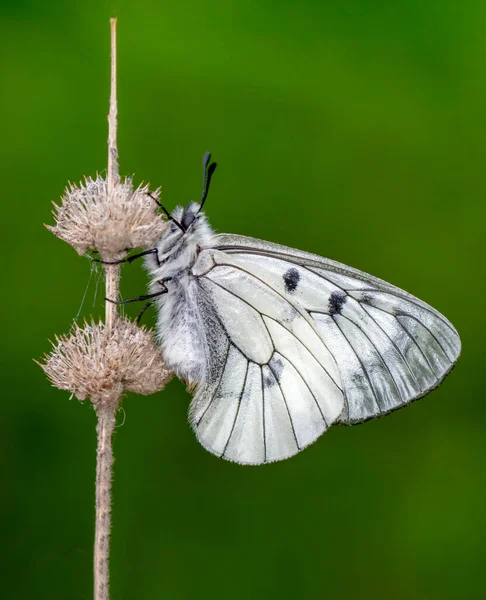 Makro Záběry Krásná Přírodní Scéna Closeup Krásný Motýl Sedí Květině — Stock fotografie