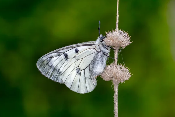 Makro Çekimler Güzel Doğa Sahneleri Yaklaş Güzel Kelebek Yaz Bahçesindeki — Stok fotoğraf