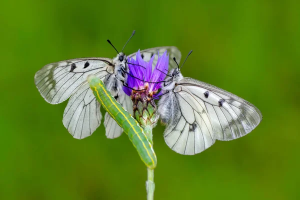 Macro Shots Beautiful Nature Scene Closeup Beautiful Butterfly Sitting Flower — Stock Photo, Image