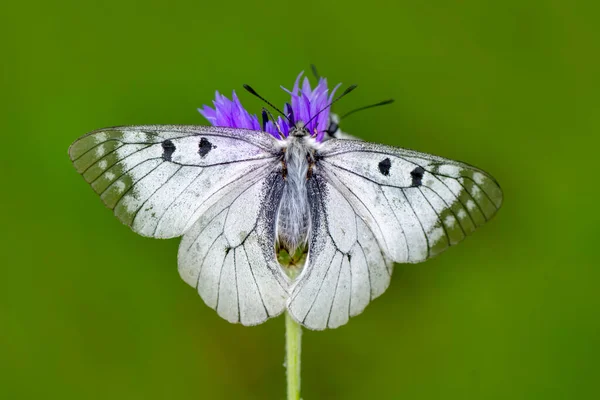 Fotos Macro Hermosa Escena Naturaleza Primer Plano Hermosa Mariposa Sentada — Foto de Stock