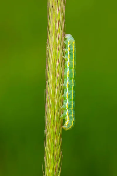 Makroaufnahmen Schöne Naturszene Nahaufnahme Schöne Raupe Des Schmetterlings — Stockfoto