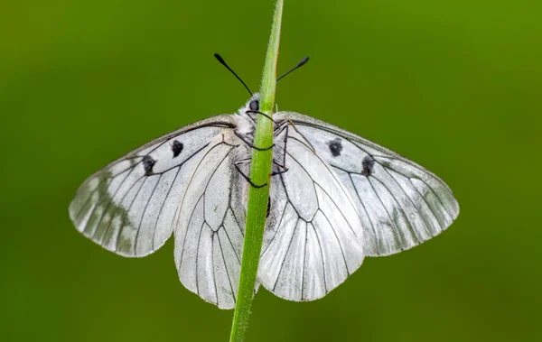 Makro Záběry Krásná Přírodní Scéna Closeup Krásný Motýl Sedí Květině — Stock fotografie